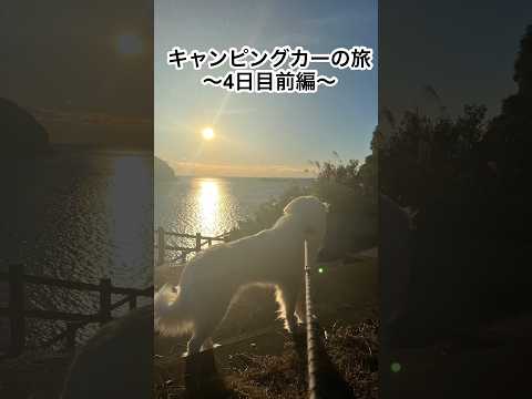 【4日目】グレートピレニーズと11日間のキャンピングカーの旅〜4日目〜 #グレートピレニーズ #大型犬 #greatpyrenees #doglovers #shorts