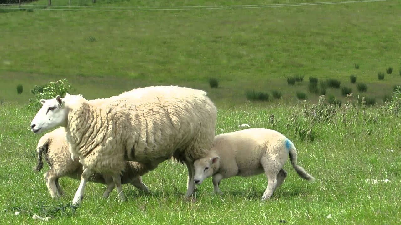 camera iphone 8 plus apk Allman - Scotland 2013 - Sheep feeding with wagging tails