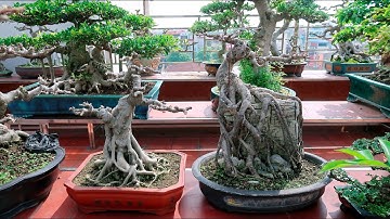 Hà Nội - Địa Chỉ Bán Cây Cảnh, Cây Bonsai Rẻ Nhất Toàn Quốc (LH 0399903128)