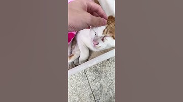 #cat