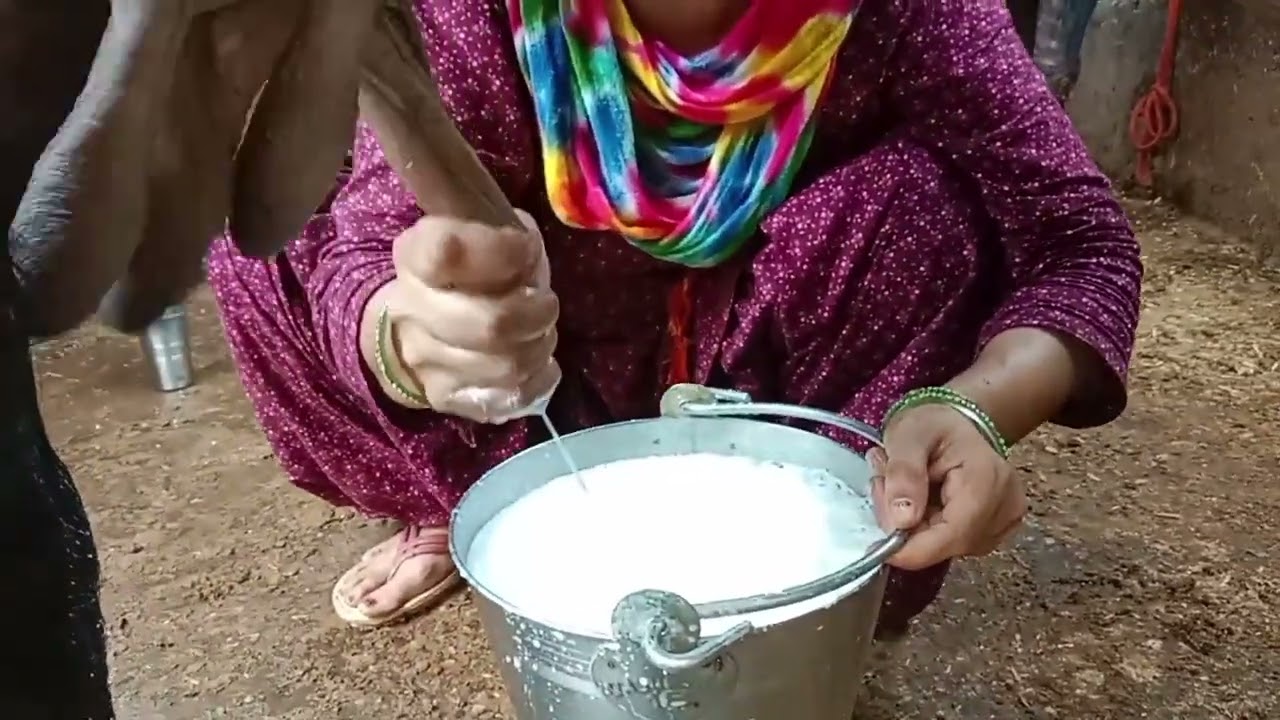 very hard buffalo milking vlogs #aaj to kar di ghar ki Safai