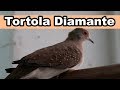 La Tortola Diamante