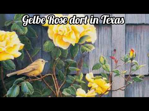 Lys Assia – Gelbe Rose Dort In Texas / Gehst Du Heute Abend Wieder Mit