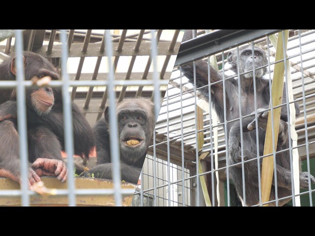 Renge vs. Peach; Genki and Plum observe quietly. Nihondaira Zoo