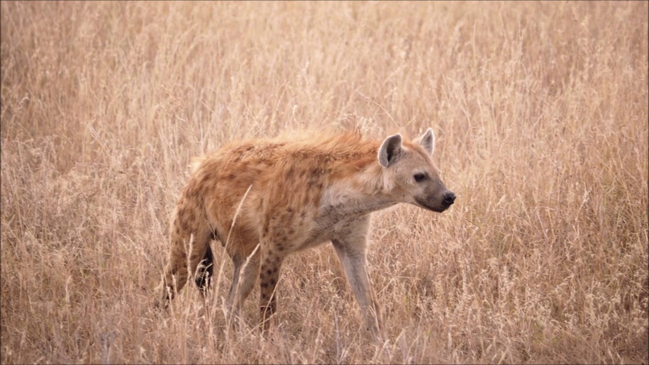 Hyena Laugh Free Sound Effects Animal Sounds YouTube