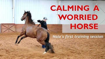 Creating a calm horse - Colt Starting Series | Nala