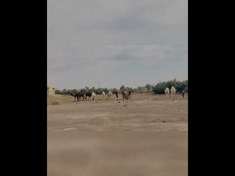 من بلدة الصبحة في ريف دير الزور الشرقي جزيرة