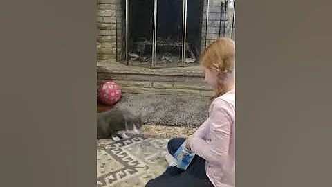 Snowflake the wonder cat