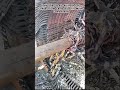 Industrial Scale Stripping Of Copper From Large Electric Motor Components