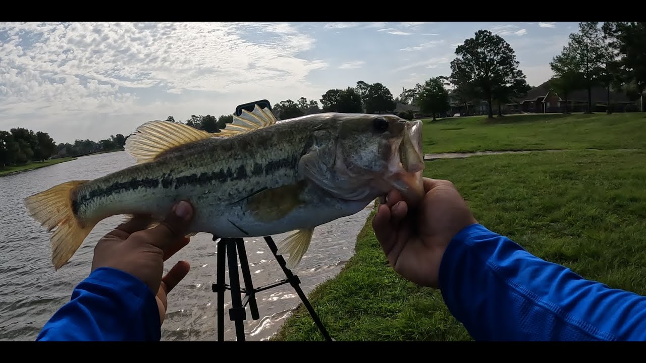 Early summer post spawn bass fishing