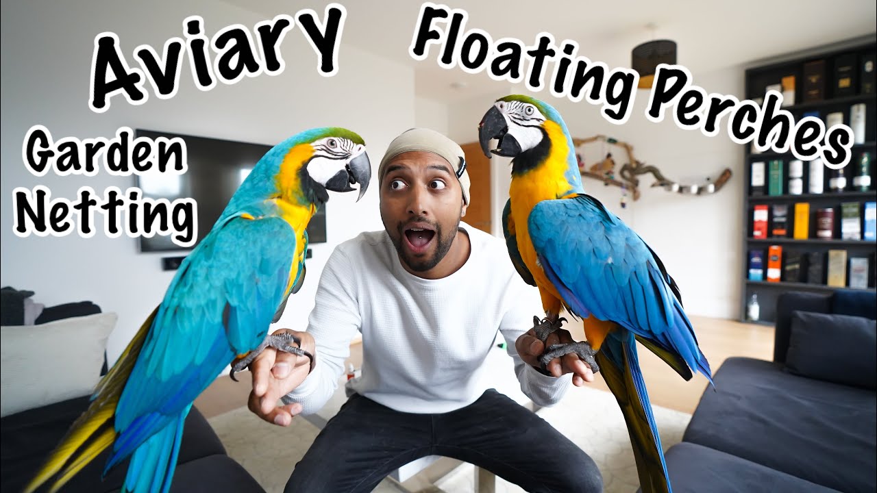 New House Tour! Our Best Parrot Set Up Yet Cribs with Mikey and Mia