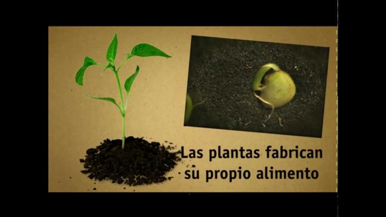 La nutrición de las plantas. La fotosíntesis YouTube