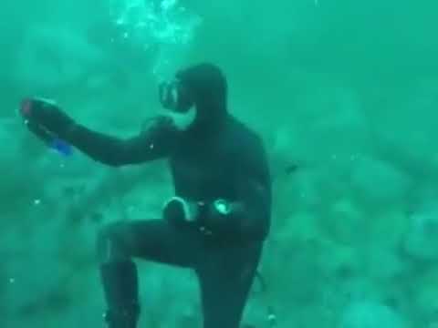 Great White Shark Bumps Nose Into Back Of Scuba-Divers Head.