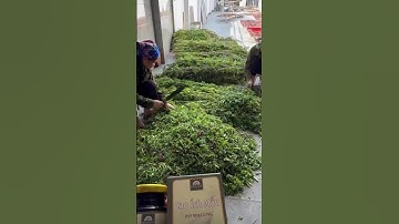 Cao Ích Mẫu Pờ Ma Lung – Giải pháp tự nhiên từ cây tươi nấu thành cao ích mẫu #ichmau #duoclieu