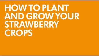 How to plant and grow your strawberry crops