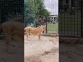 #lion #wildliferescue #tiger #tigerspotted #lionnation #bigcats