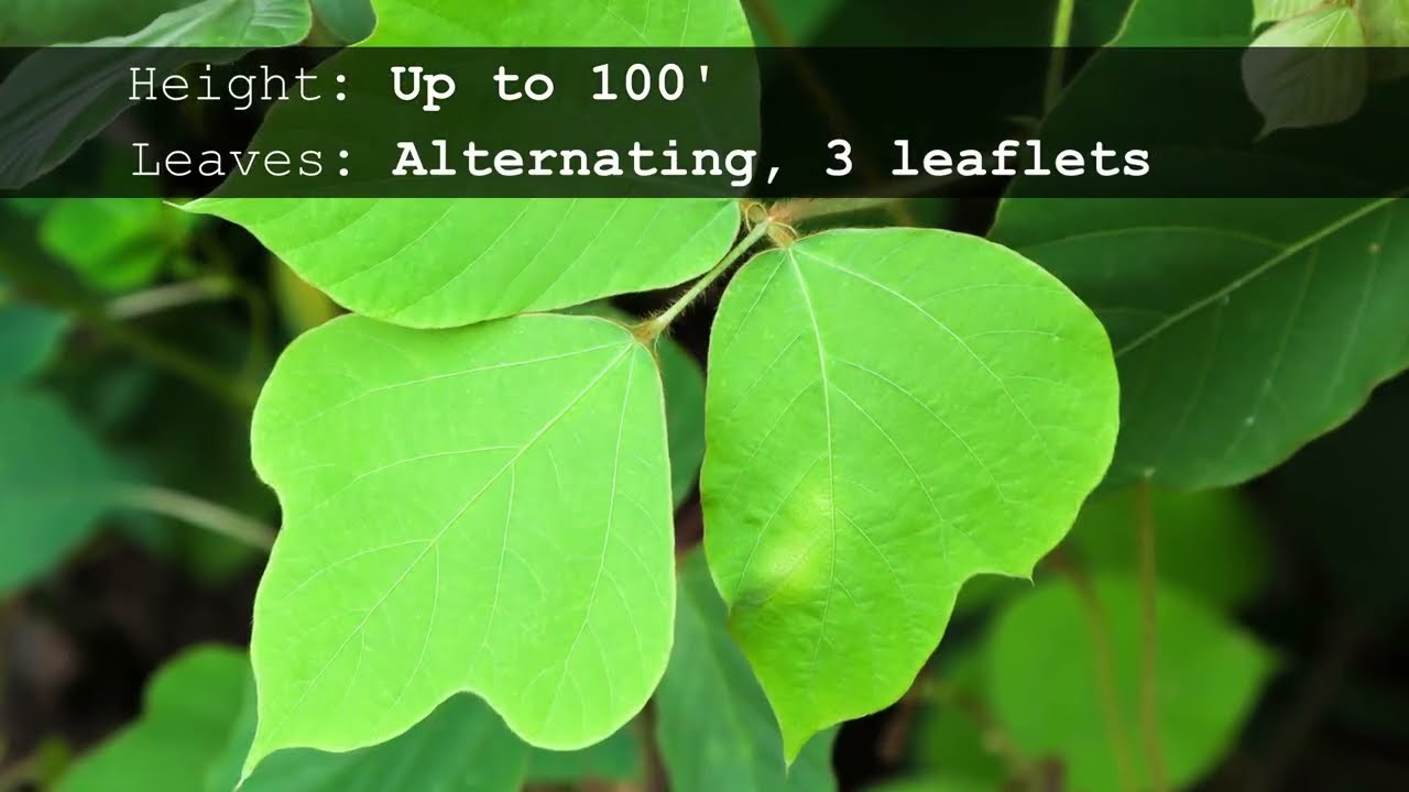 Kudzu | Dirty Dozen Invasive Plants Series #5 - YouTube