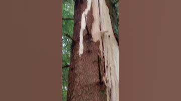 Lightning VS tree, the aftermath!!!!