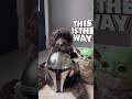 This is the way. #starwars #mandolorian #grogu #winston #puppy #dogshorts