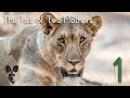 Lion and Cheetah: The Tale of Two Mothers - Episode One