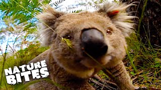 Koalas Embark On A Journey To New A Home | Koala Quandary | Nature Bites