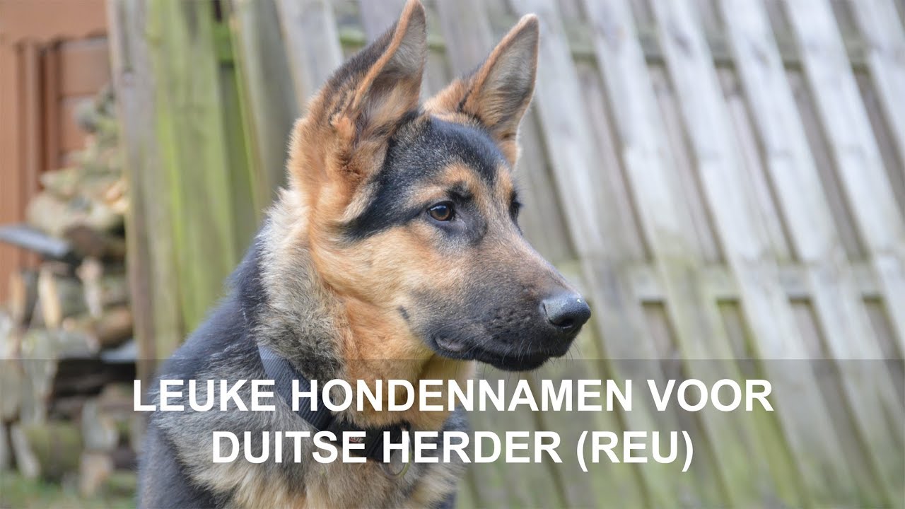 leuke hondennamen voor duitse herder (reu) - youtube