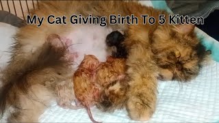 Persian Cat Giving Birth Live   Cat Giving Birth To 5 Kittens || My Cat kitten Deliver