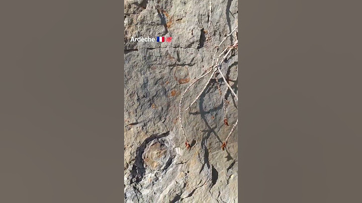 fossils in the Ardeche🇫🇷. #ardeche #ammonite #fossilhunting #ardechefossil