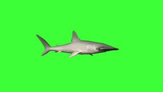 ✔️GREEN SCREEN EFFECTS: Shark