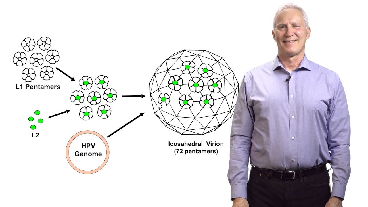 hpv virus cell structure