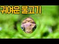 Download 초록복어어항 | 열대어 초보 물고기 키우기 | 기본세팅법 초록복어어항 | 열대어 초보 물고기 키우기 | 기본세팅법