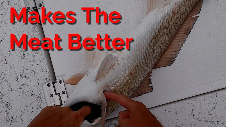 How to BLEED OUT a Fish for Better Tasting Meat | Redfish Tips