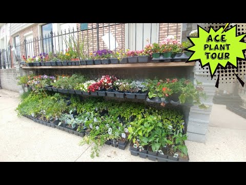 Video: Heeft Ace Hardware planten?