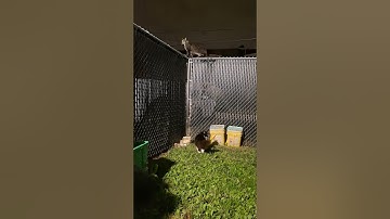 WINNING! #cat #escape #unstoppable