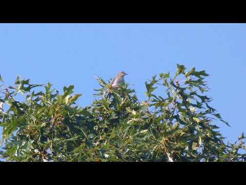 Pembroke Savanna Idyll