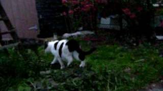Howard Ave kittens again May 2010 014.AVI