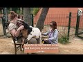 Goat Acupuncture
