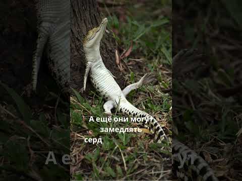 Крокодилы – древнейшие хищники #calmshorts#youtubeshorts #хочуфакты #факты #животные #relax