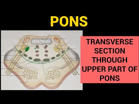 Pons Anatomy (3/3)
