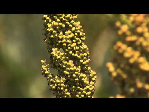 Video: Prolific Sorghum Aphid