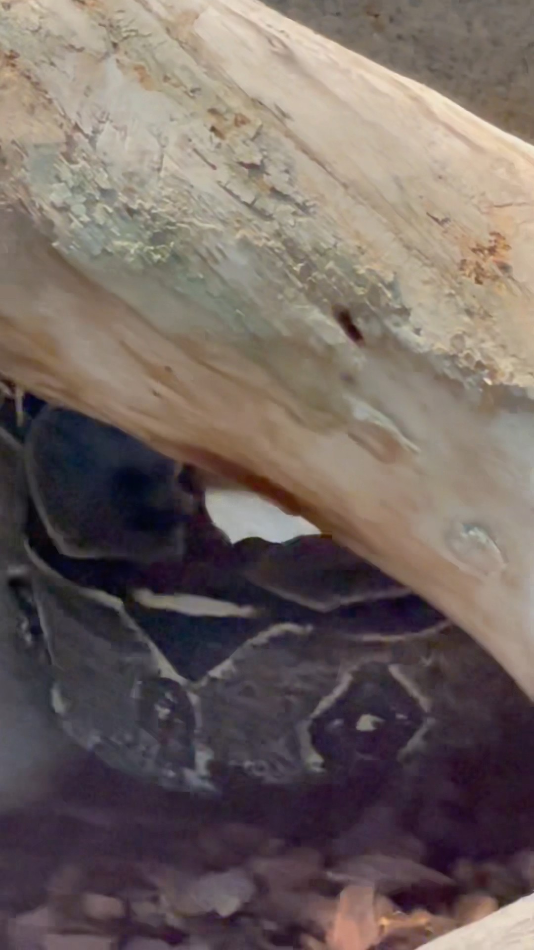 Monster Snake Moving