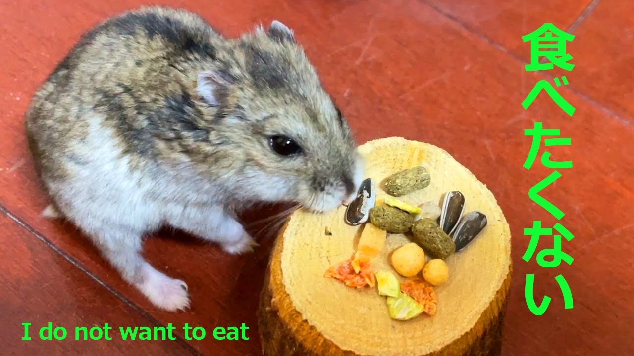 食欲の秋なのにハムオが食べない!!! hamster not eating!!! YouTube