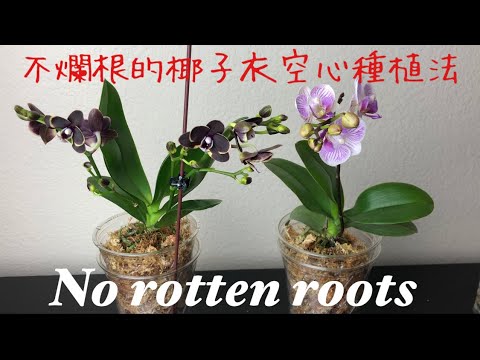 原種洋蘭大図鑑　白石茂著 原種洋蘭大図鑑 / 白石 茂【著】 - 紀伊國屋書店ウェブストア