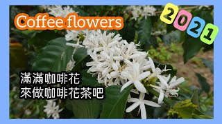 【咖啡農日常】咖啡花~咖啡花~來做花茶吧~ Coffee Flowers ... 