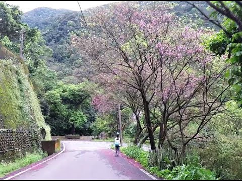Gopro拍攝三芝青山路櫻花林道，可惜已過花季但一路上還是有少數幾棵櫻花綻放