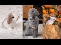 The cutest bunny rabbits on the internet 2023  easter bunnies tiktok compilation 2