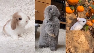 The CUTEST BUNNY RABBITS on the Internet 2023 | Easter Bunnies TikTok Compilation #2