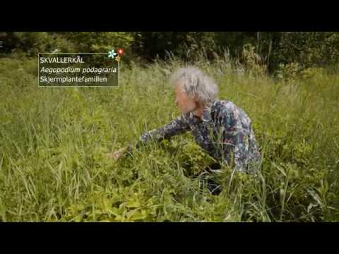 Video: En Sjakkmester Bryter Barrierer I En Alder Av 8 år