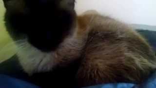 Introducing GiGi, 10 year old Siamese by johansonCats 572 views 9 years ago 1 minute, 29 seconds