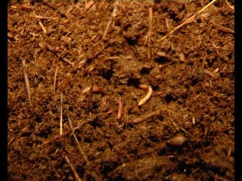 ჩვენი ფერმა - როგორ მოვუაროთ ნიადაგს - \"ბიოჰუმუსი\"